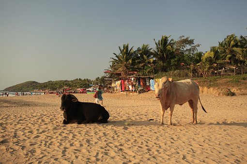Kyr, Beach, Goa, Sandkyst, Dyr, India