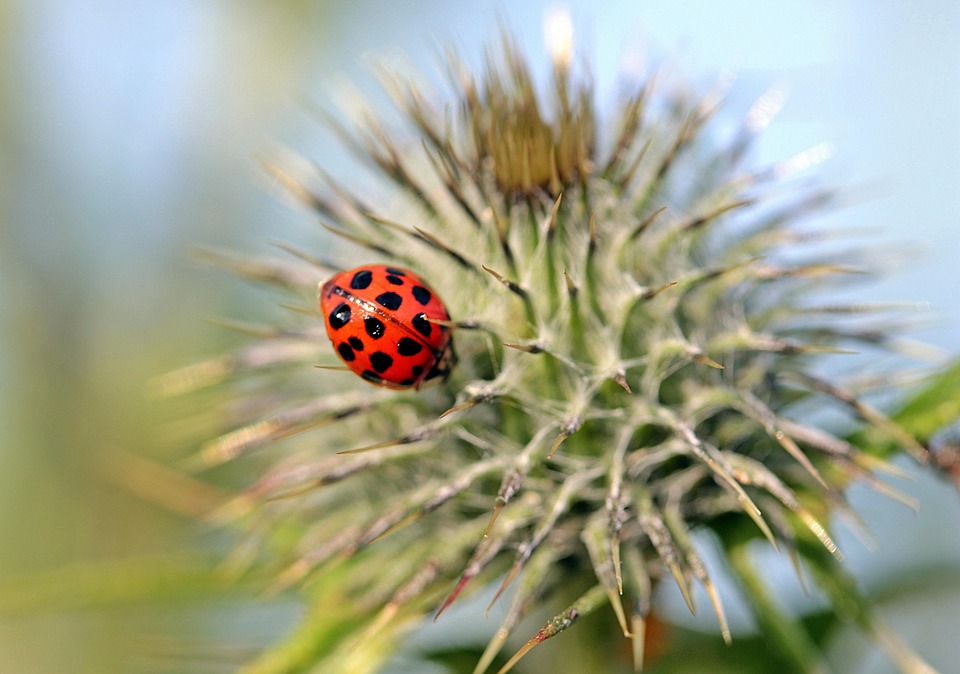 Coccinella Asiatica Foto Gratis Su Pixabay