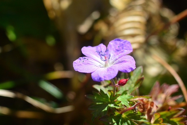 Free Flowers Mountain photo and picture
