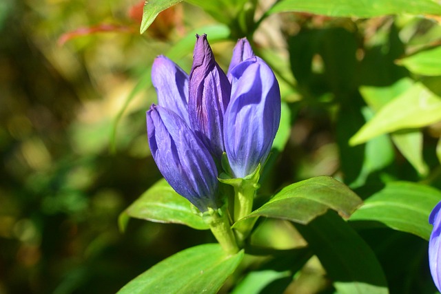 Free Flowers Mountain photo and picture