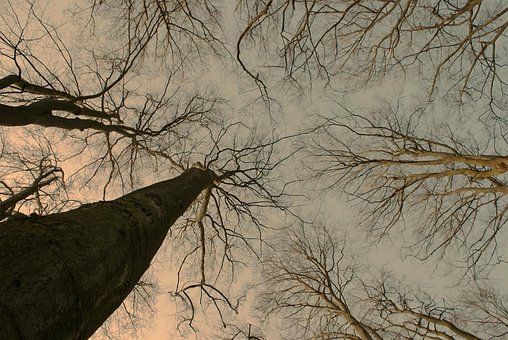 Free Forest Tree photo and picture