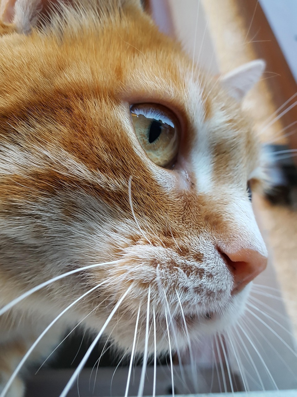 Roux 姜猫 猫 - Pixabay上的免费照片 - Pixabay