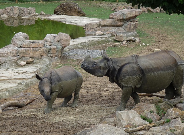 Free Zoo Rhinoceros photo and picture