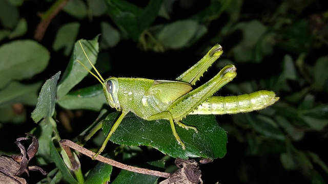 Free Grasshopper Gray Bird Grasshopper photo and picture