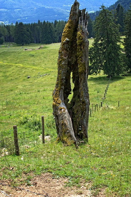 Free Old Tree Tree photo and picture