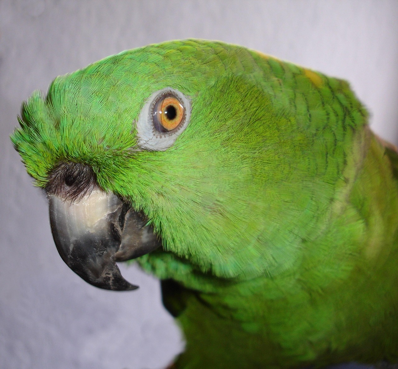YellowNaped Amazon Parrot Amazone Free photo on Pixabay Pixabay