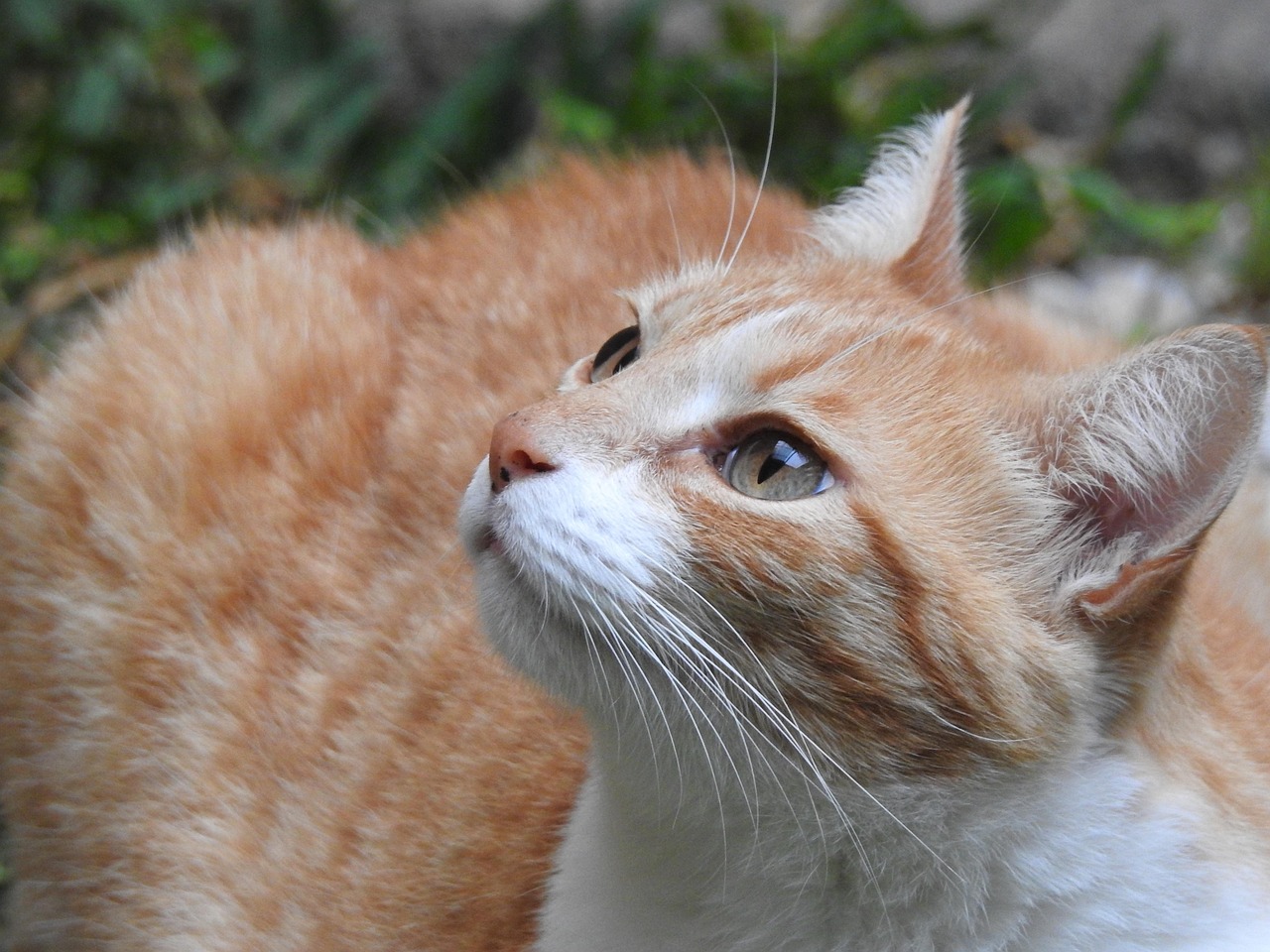 Cat Look - Free photo on Pixabay - Pixabay