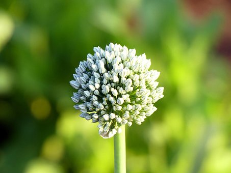 Free Flower Garlic photo and picture