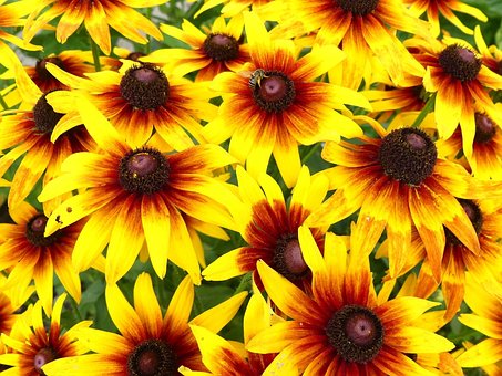 Free Flower Garden photo and picture