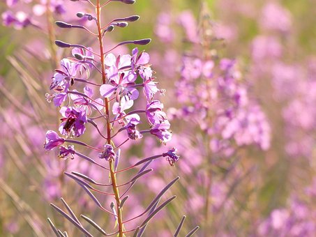 Free Flower Flower Background photo and picture