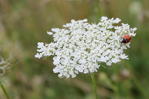 Free Herb Bloom photo and picture