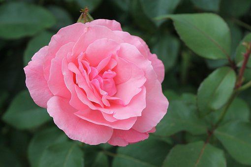 Free Roses Pink photo and picture
