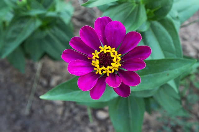 Free Purple Flower photo and picture