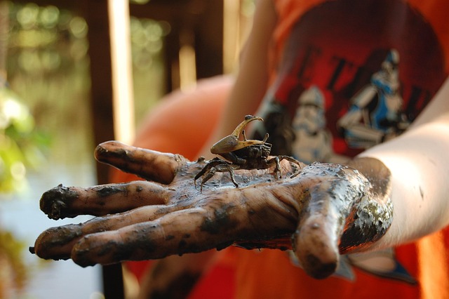 Free Crab Mangue photo and picture