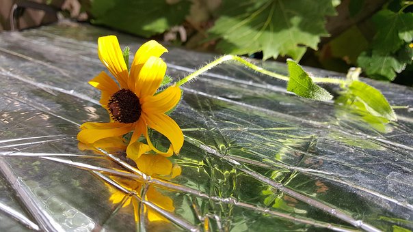 Free Flower Reflection photo and picture
