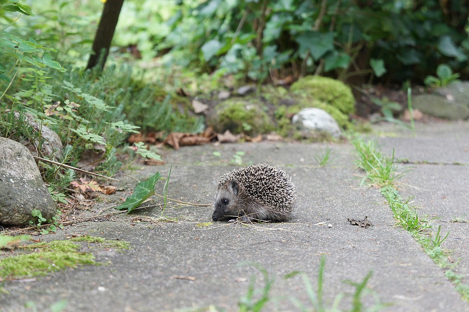 een egel in de tuin