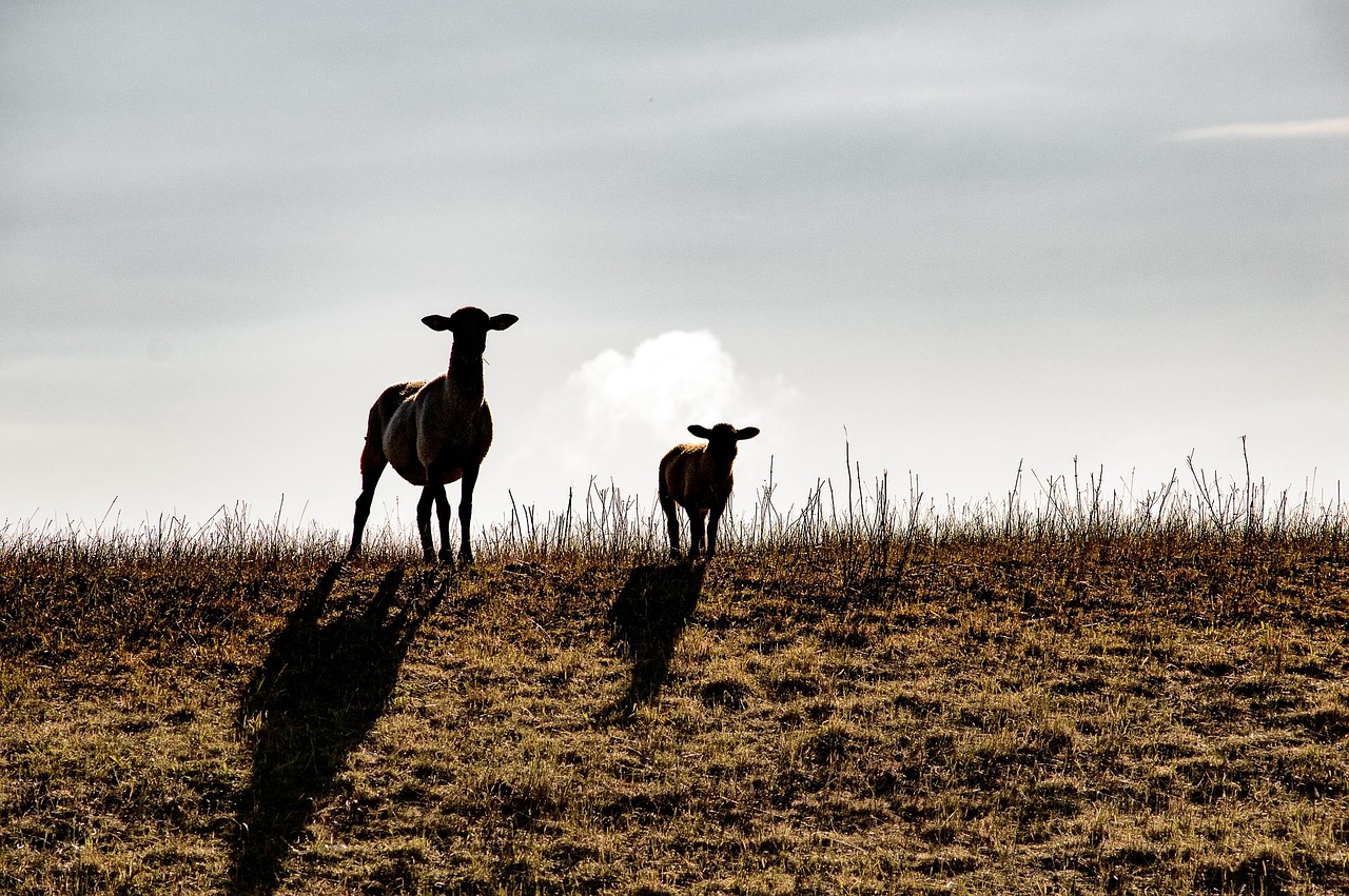 Sheep - free online jigsaw puzzle photo