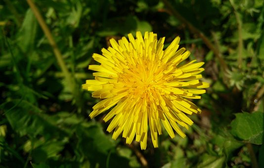 Free Dandelion Wallpaper 4K photo and picture