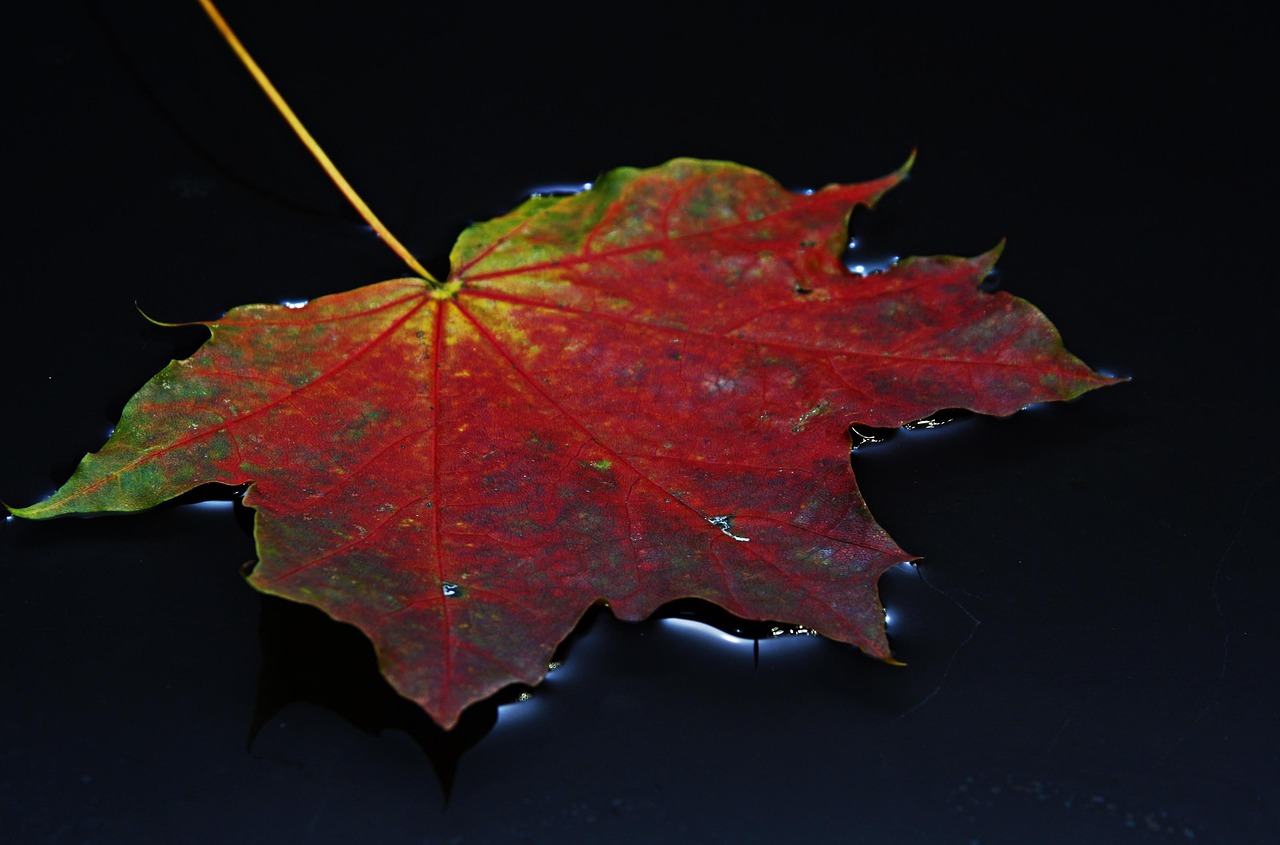잎 가을 여러 가지 빛깔의 - Pixabay의 무료 사진 - Pixabay