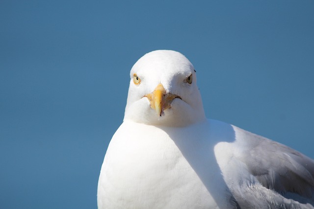 Free Gull Helgoland photo and picture