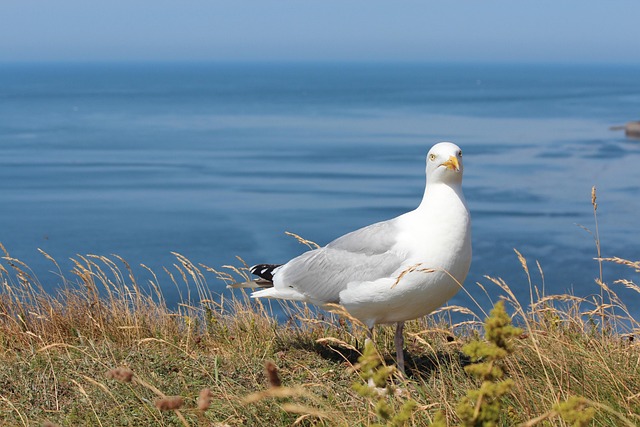 Free Gull Helgoland photo and picture