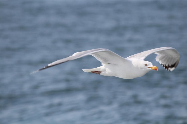 Free Gull Helgoland photo and picture