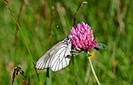 butterfly, tree white, aporia crataegi