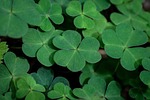 nature, green, sorrel