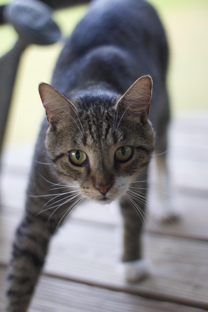 Free Cat Animal photo and picture