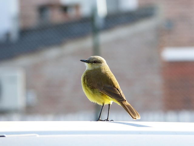 Free Bird Animals photo and picture