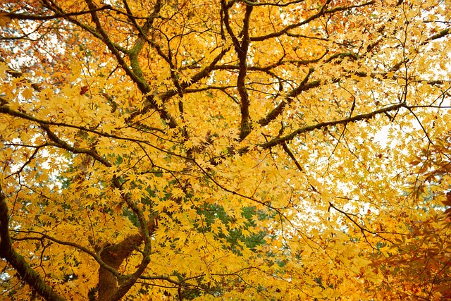 Free Yellow Autumn photo and picture