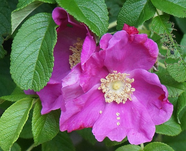 Rose Rugosa Fleur - Photo gratuite sur Pixabay - Pixabay