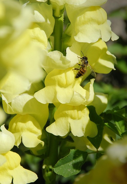 Free Bee Flora photo and picture