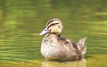 entenjunges, ducky, poultry