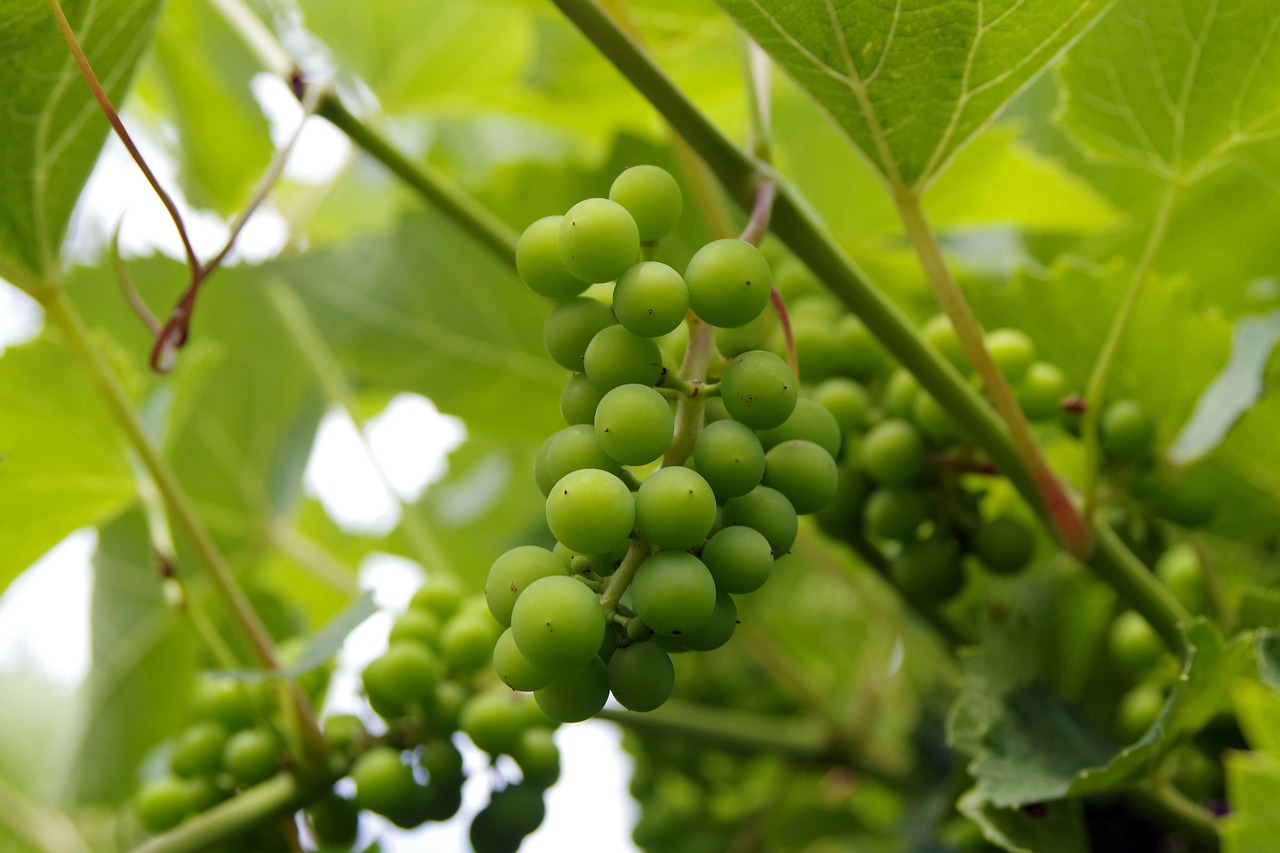 Grapes Green Food Healthy Free photo on Pixabay Pixabay