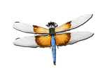 dragonfly, skimmer, bug