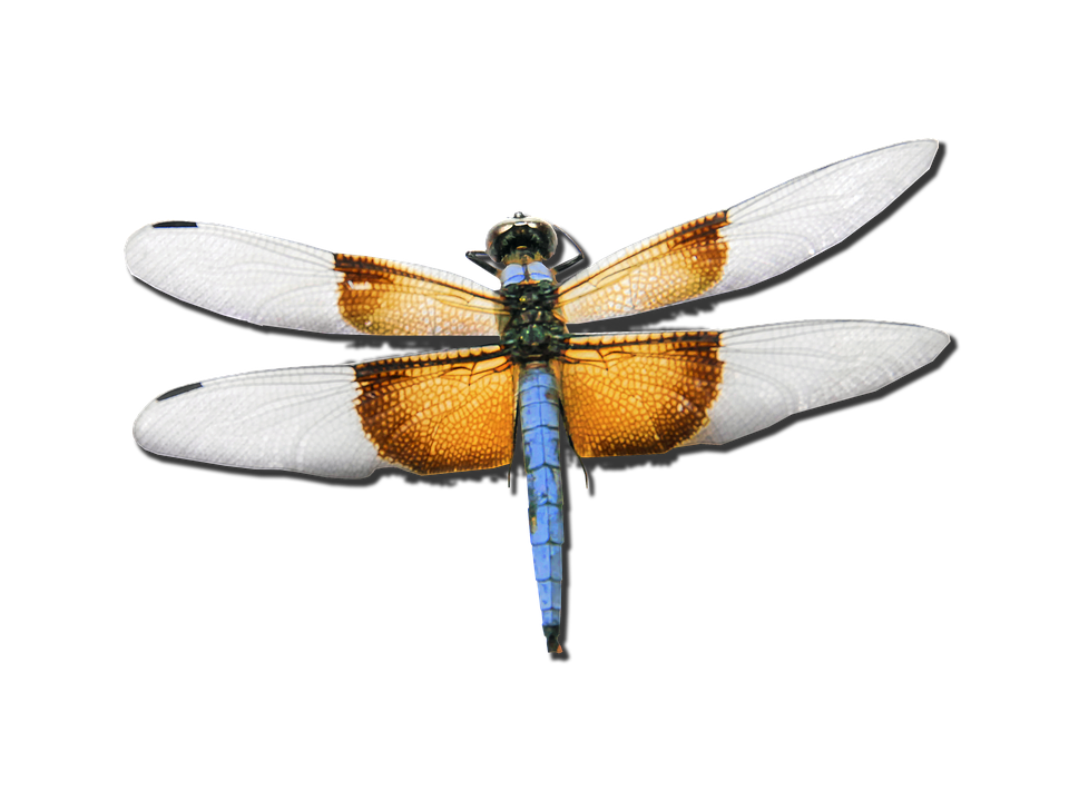 トンボ スキマー カブトムシ 昆虫 Pixabayの無料画像