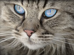 Cat, Animal, Cat Portrait