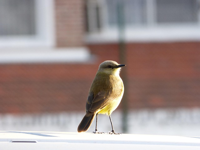 Pájaro Ave Plumas - Foto gratis en Pixabay - Pixabay