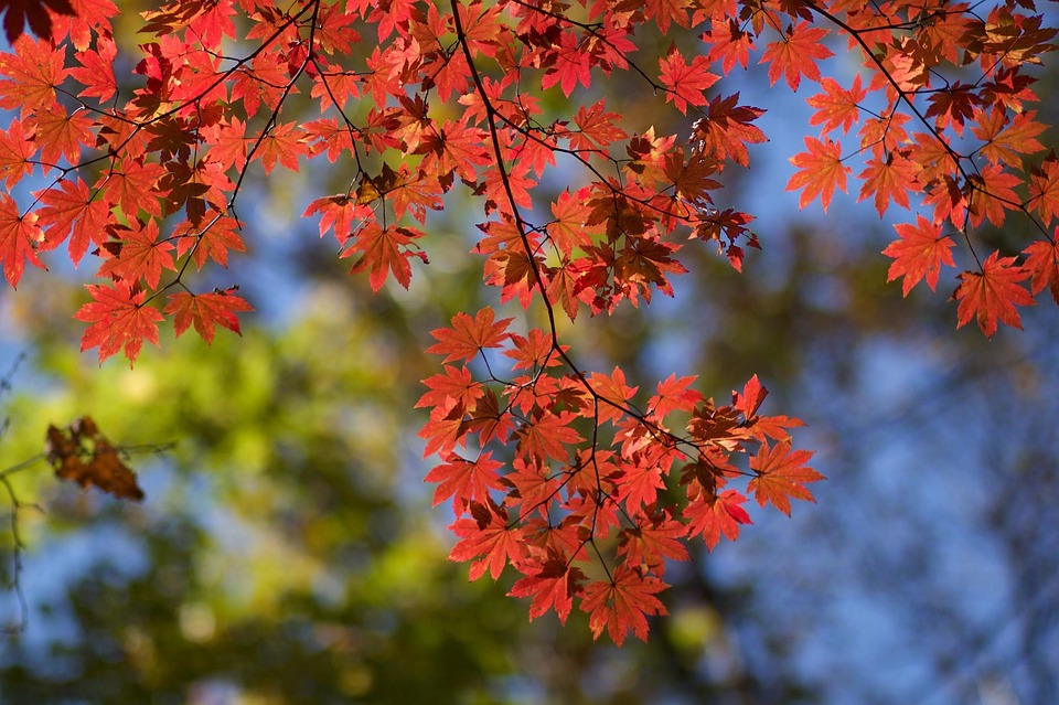 枫 秋天 红色的叶子 - Pixabay上的免费照片 - Pixabay