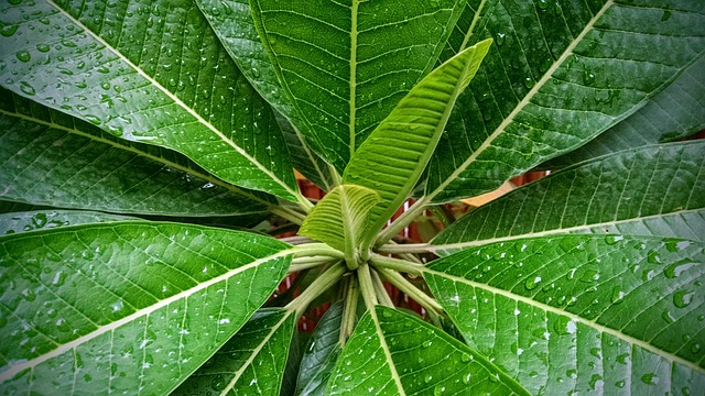 Na De Regen, Blad, Daling Van De Regen