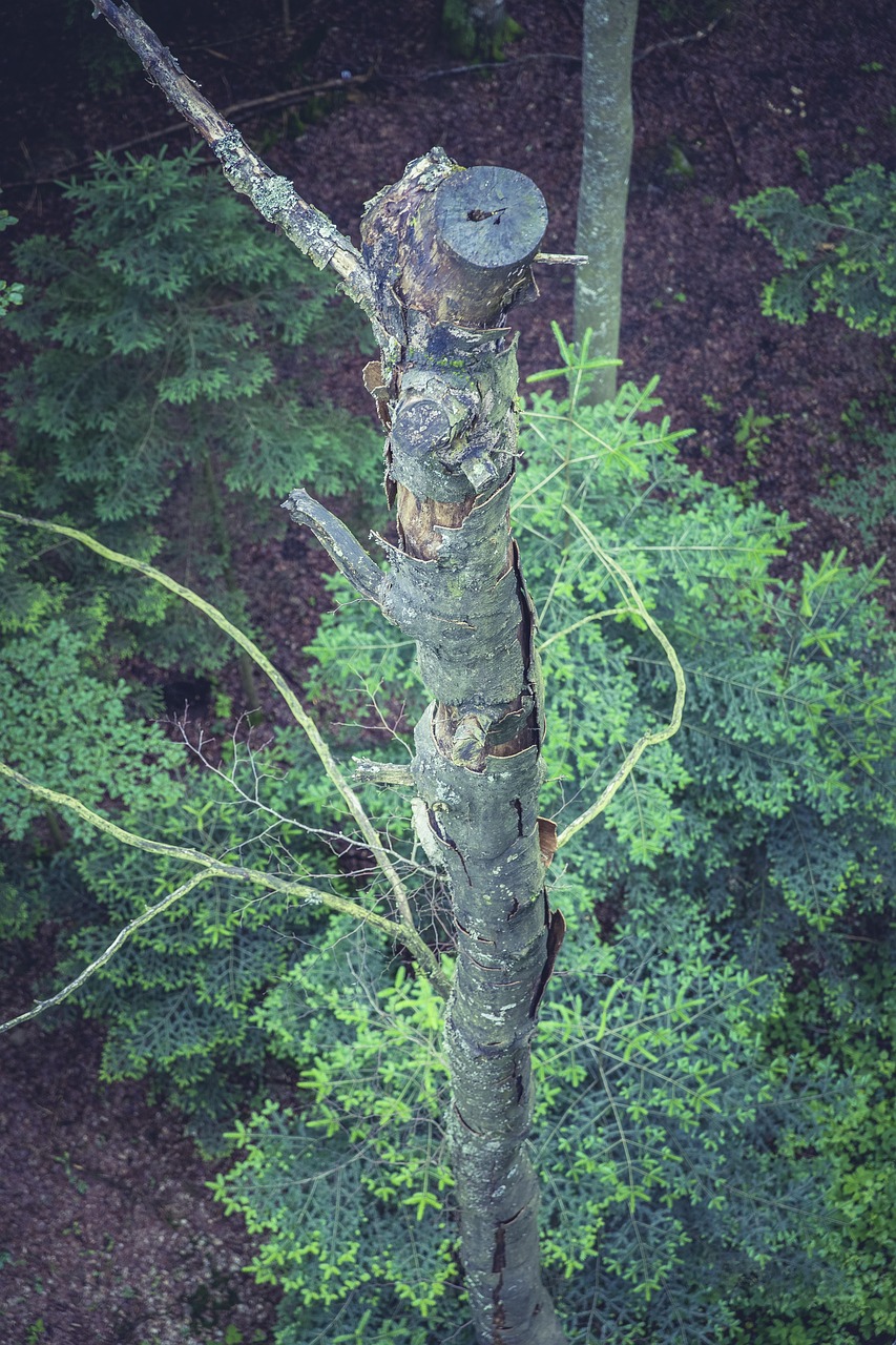Tree Tops Top - Free photo on Pixabay