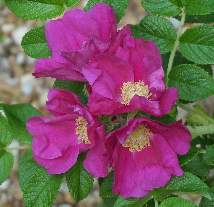Quatuor De Roses Rugosa Rose - Photo gratuite sur Pixabay - Pixabay