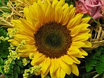 sun flower, flower, yellow