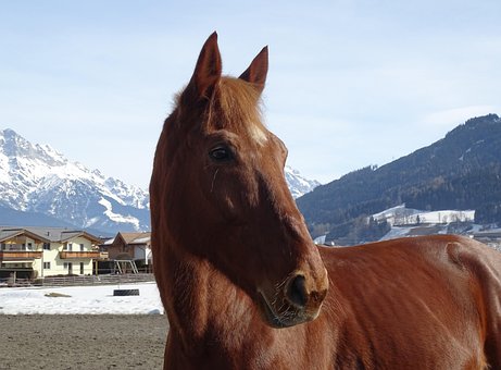Cavalo, Raposa, Neve, Trotador