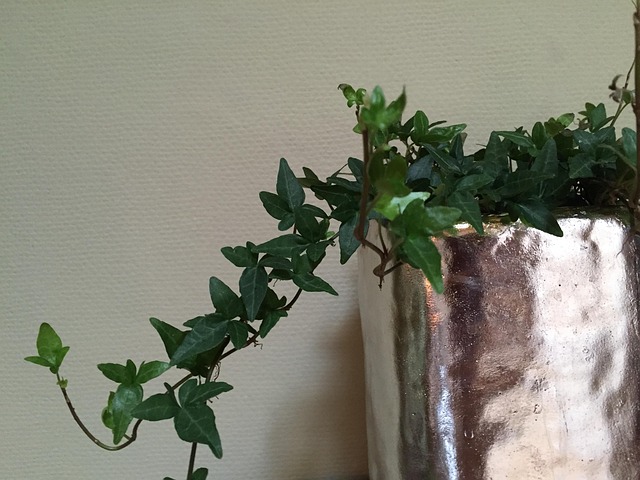 Free Climber Plant Ivy photo and picture