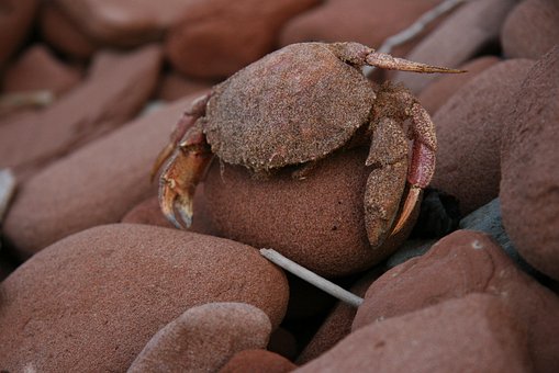 Free Crab Sandy photo and picture