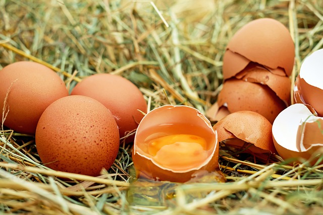 Plus De 4 000 Images De Poule Et De Nature Pixabay Plus De 4 000 Images De Poule Et De Nature Pixabay