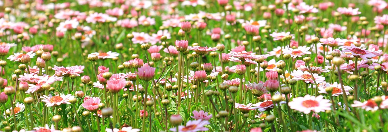 Flower Meadow Wildflowers Meadow Spring Gr Flower Meadow Wildflowers Meadow Spring Gr