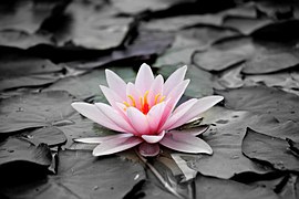 Water Lily, Pink, Aquatic Plant